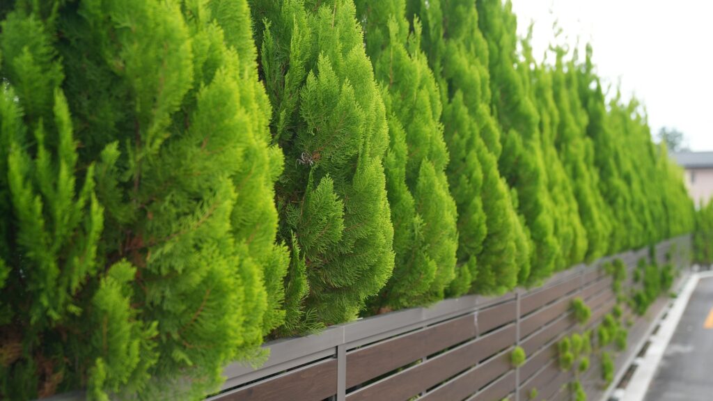 Dichte haag langs erfgrens als groene oplossing tegen inkijk in de tuin