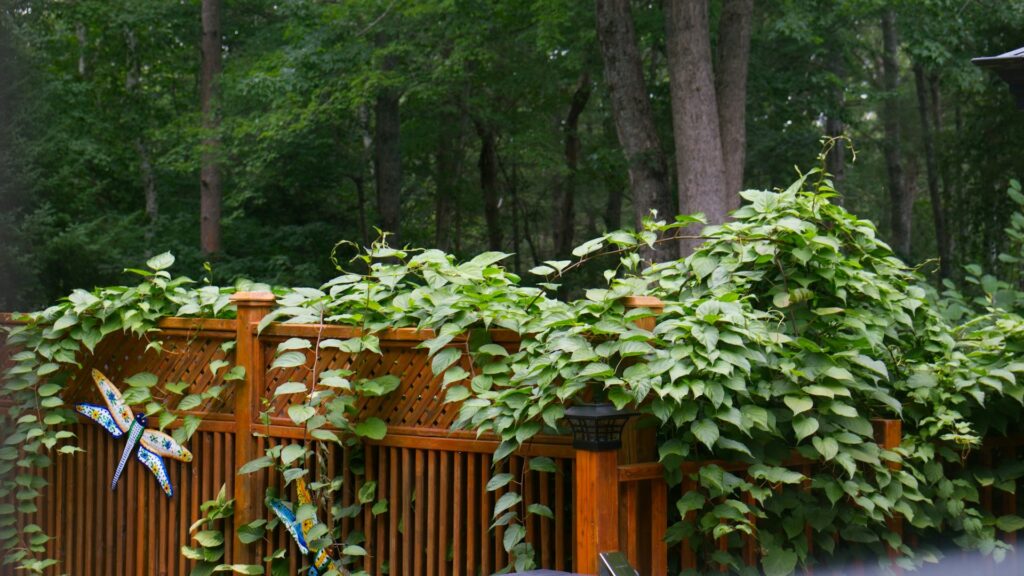 Houten schutting met klimplanten die natuurlijke afscherming bieden tegen inkijk in de tuin